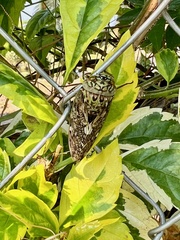 Cicadoidea