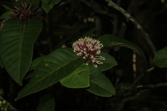 Ixora comptonii