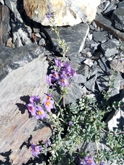 Linaria alpina