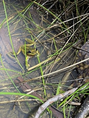 Litoria