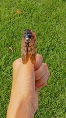 Graptopsaltria nigrofuscata