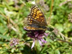 Melitaea