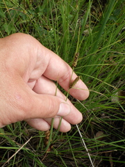 Carex nigra