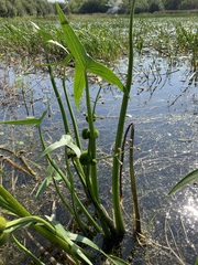 Sagittaria sagittifolia