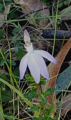 Caladenia catenata
