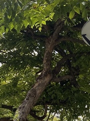 Callosciurus finlaysonii