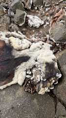 Kretzschmaria deusta