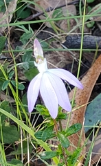 Caladenia catenata