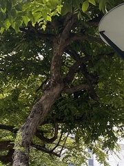 Callosciurus finlaysonii