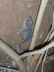 Hemidactylus frenatus