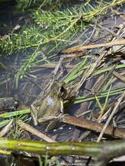Litoria