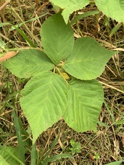 Rubus frondosus
