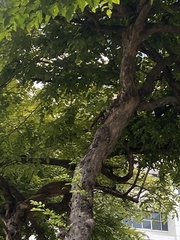 Callosciurus finlaysonii