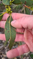 Eucalyptus kitsoniana