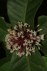 Ixora comptonii