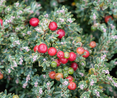 Acrothamnus montanus