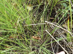 Carex nigra