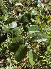 Cissus antarctica