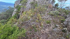 Eucalyptus kitsoniana