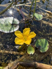 Nymphoides peltata