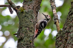 Dendrocopos leucotos