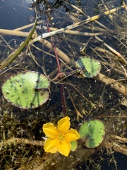Nymphoides peltata