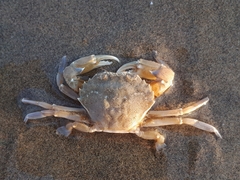 Liocarcinus vernalis