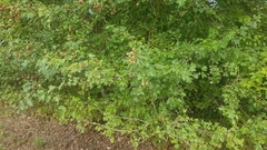 Crataegus laevigata