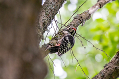 Dendrocopos leucotos