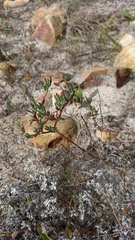 Lampranthus