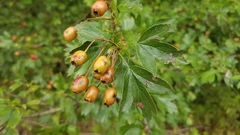 Crataegus laevigata
