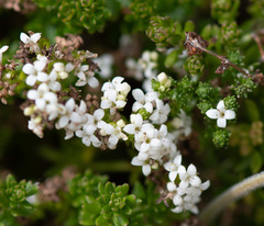 Asperula