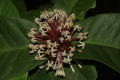 Ixora comptonii