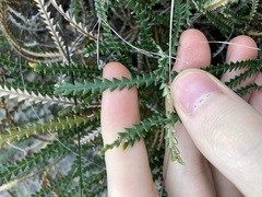 Banksia dallanneyi
