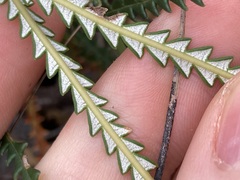 Banksia dallanneyi