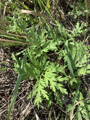 Artemisia sieversiana