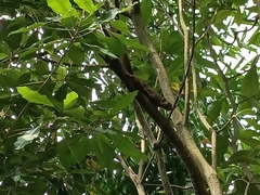 Callosciurus notatus