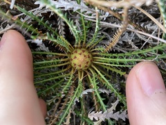 Banksia dallanneyi