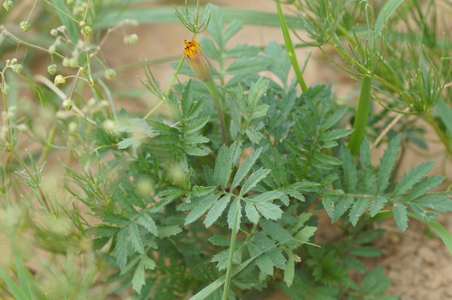 Image of Tagetes erecta by (c) evgeniq_benihanov, some rights reserved (CC BY)