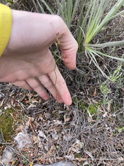 Drosera pallida