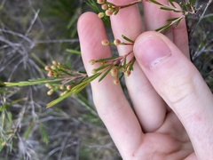Chamelaucium uncinatum