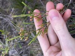 Chamelaucium uncinatum