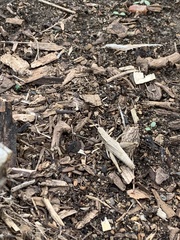 Dichromorpha viridis