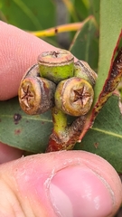 Eucalyptus kitsoniana