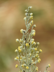 Artemisia absinthium