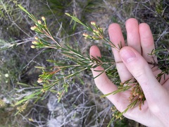 Chamelaucium uncinatum