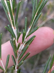 Chamelaucium uncinatum