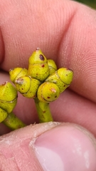 Eucalyptus kitsoniana