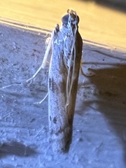 Phycitodes reliquellum