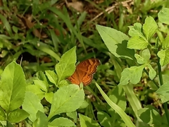 Junonia hedonia
